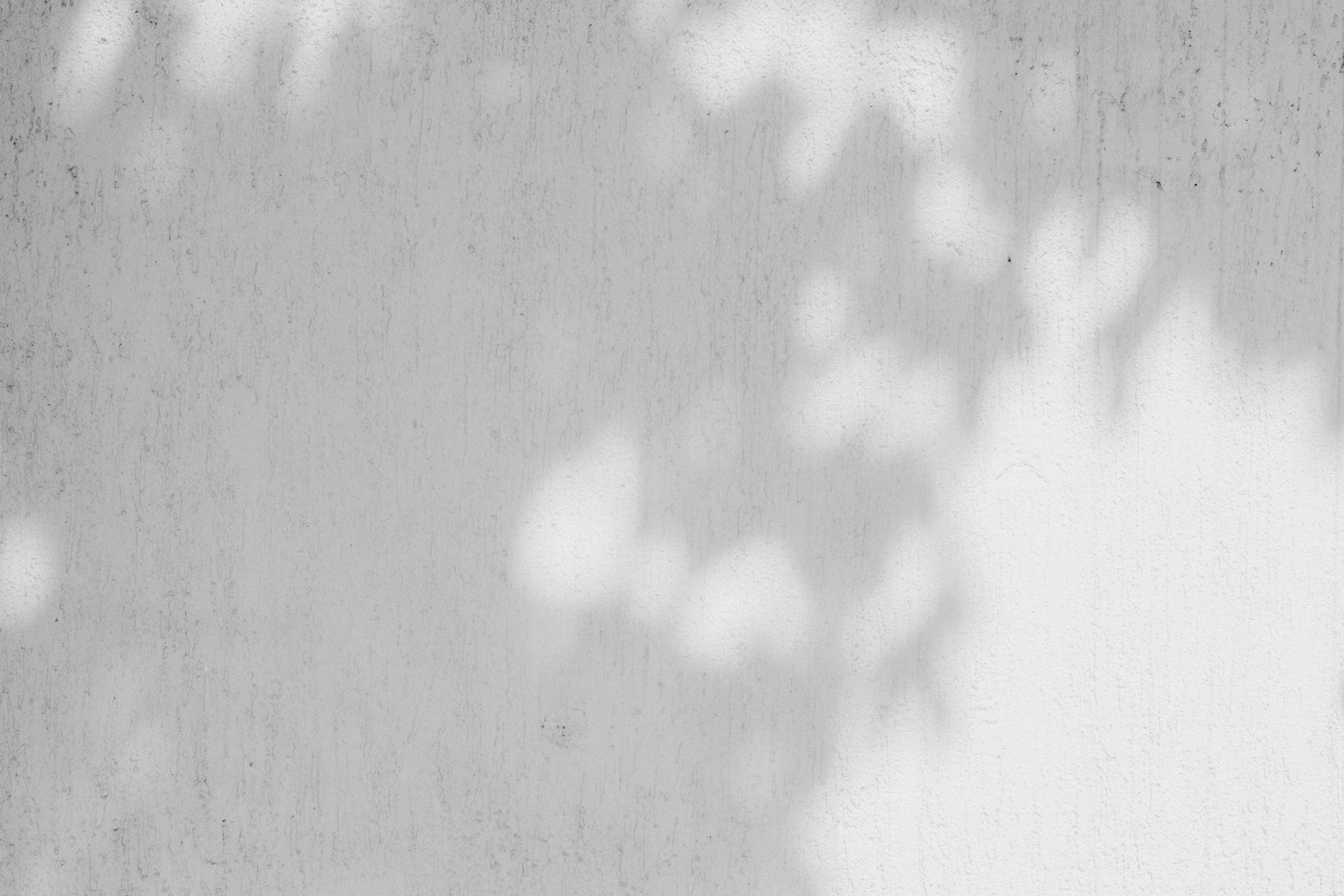 Soft leaf shadows on a textured wall